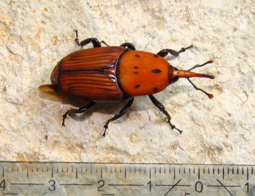 Rhynchophorus ferrugineus
