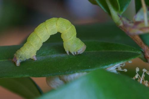 Cyclophora puppillaria