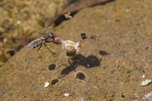 Réf. 73 464 : Lispe tentaculata