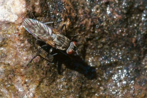 Réf. 73 463 : Lispe tentaculata