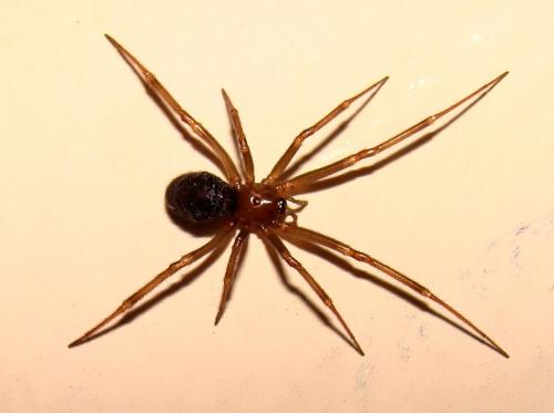 Steatoda grossa