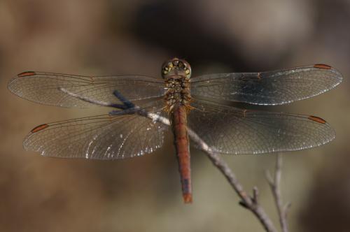 Sympetrum fonscolombii