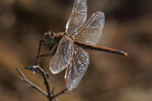 Sympetrum fonscolombii