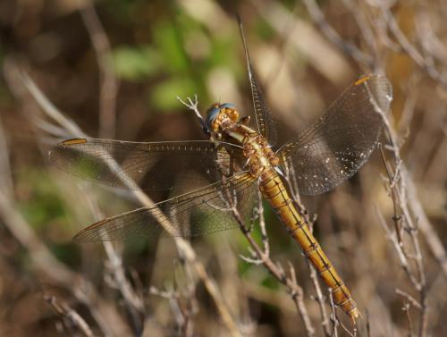 Orthetrum coerulescens