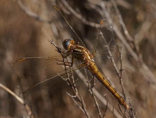 Orthetrum coerulescens