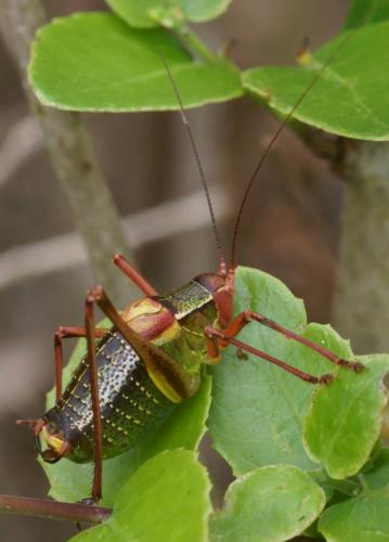 Barbitistes fischeri