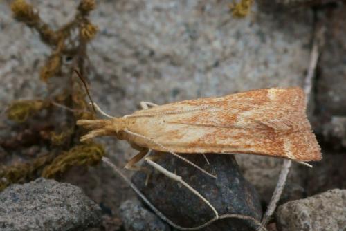 Réf. 73 751 : Synaphe punctalis