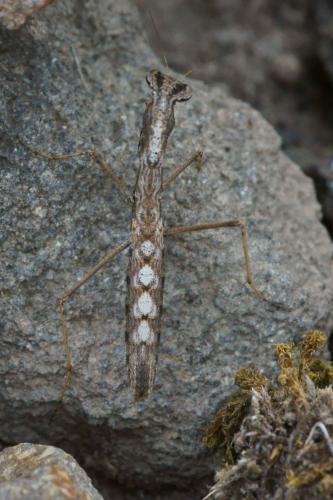 Réf. 73 683 : Geomantis larvoides