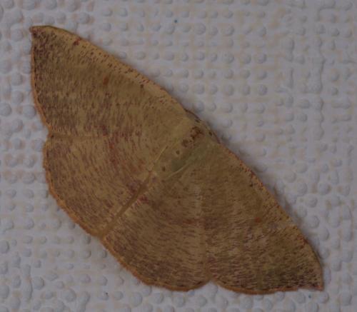 Cyclophora puppillaria