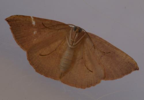 Cyclophora puppillaria