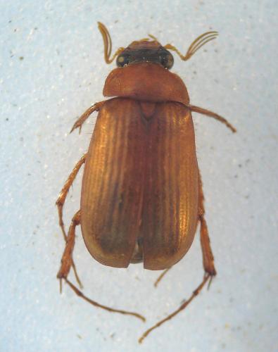 Serica brunnea