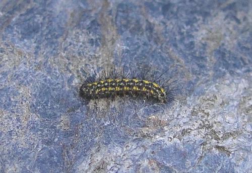 Setina sp.
