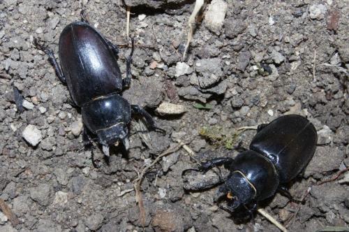 Lucanus cervus
