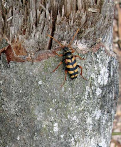Leptura aurulenta