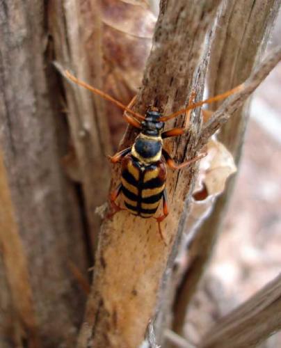 Leptura aurulenta