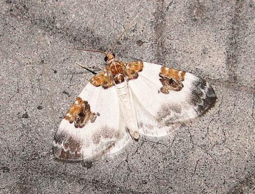 Réf. 73 328 : Plemyria rubiginata
