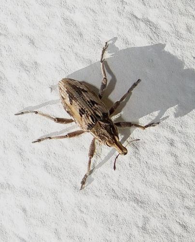 Réf. 73 139 : Coniocleonus excoriatus