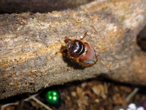 Réf. 73 351 : Pachypus candidae
