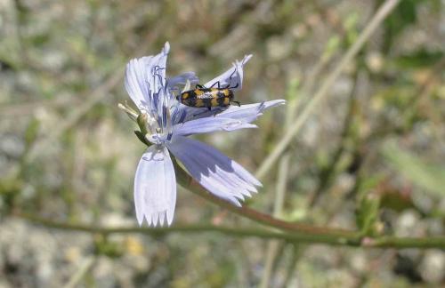 Mylabris sp.