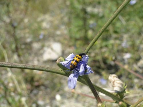 Réf. 73 377 : Mylabris sp.