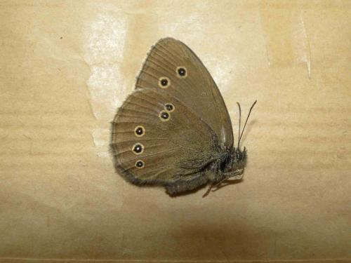 Aphantopus hyperantus