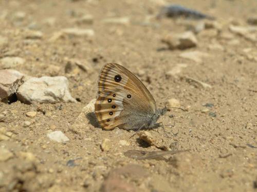 Réf. 73 352 : Coenonympha dorus