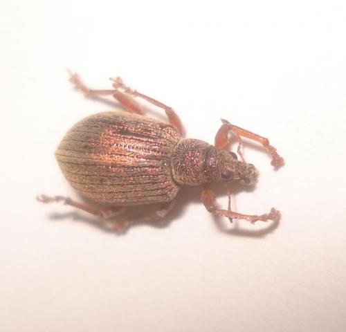 Réf. 73 569 : Polydrusus mollis