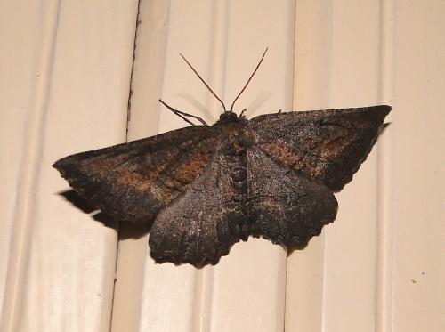 Nychiodes notarioi