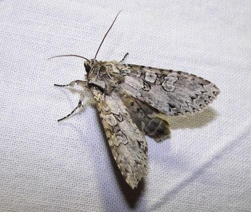 Polia nebulosa