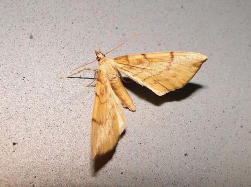 Réf. 73 646 : Gandaritis pyraliata