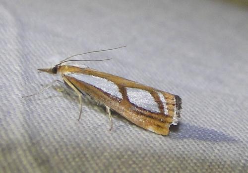 Catoptria sp.