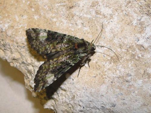 Réf. 73 640 : Anaplectoides prasina