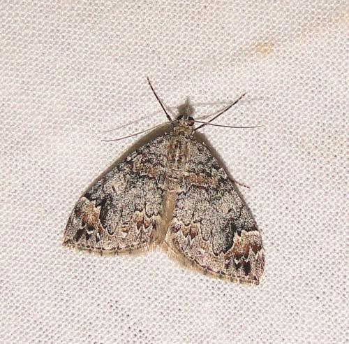 Dysstroma sp.
