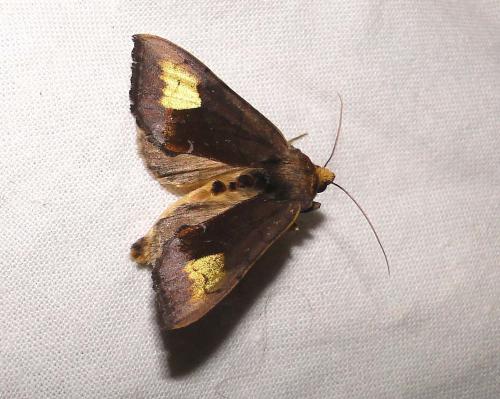 Diachrysia chryson
