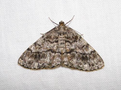 Réf. 73 879 : Deileptenia ribeata