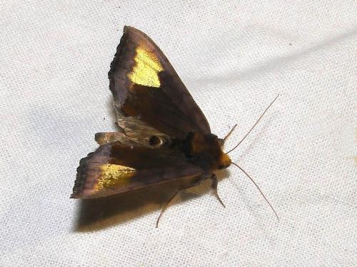 Diachrysia chryson