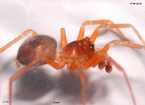 Oedothorax apicatus