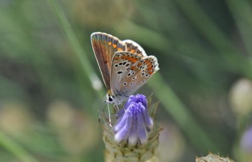 Aricia agestis