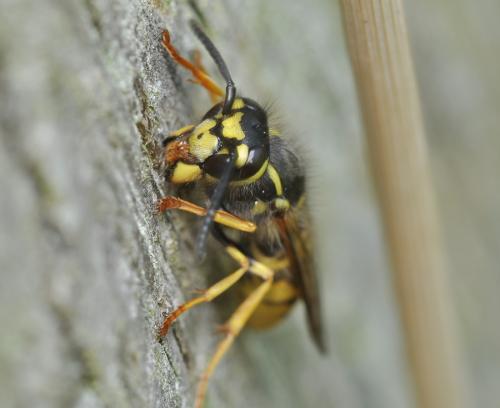Vespula sp.