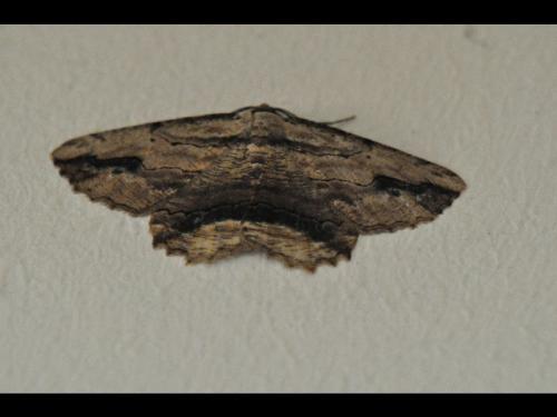 Menophra abruptaria