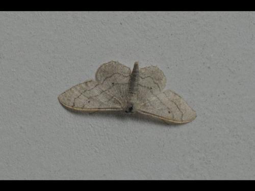 Idaea aversata