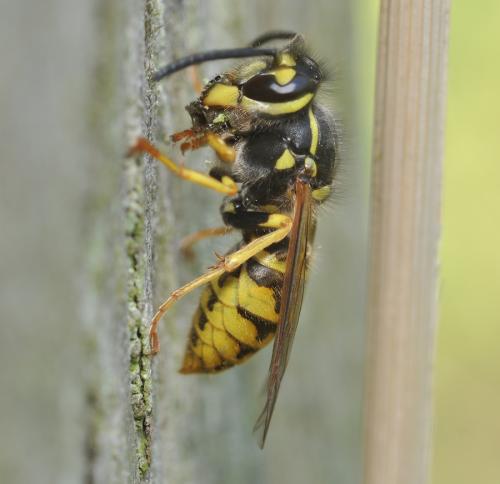 Réf. 73 404 : Vespula sp.