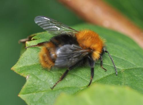 Réf. 73 053 : Bombus pascuorum