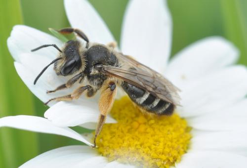 Andrena flavipes