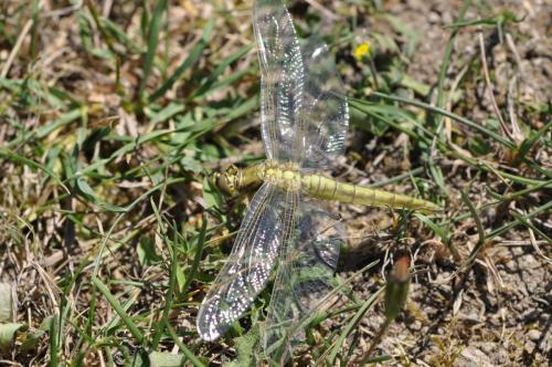 Orthetrum cancellatum
