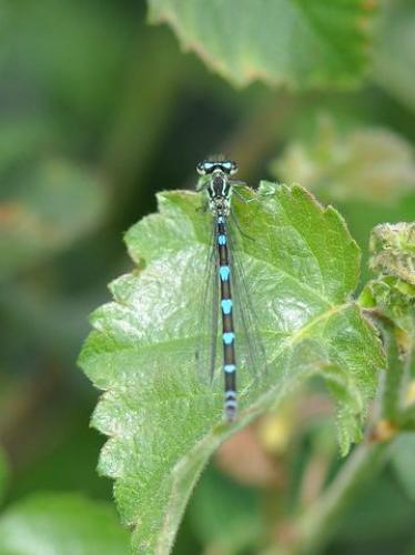 Réf. 73 379 : Coenagrion pulchellum