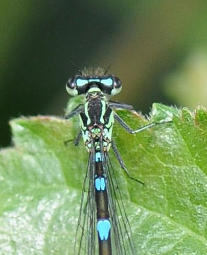 Réf. 73 380 : Coenagrion pulchellum