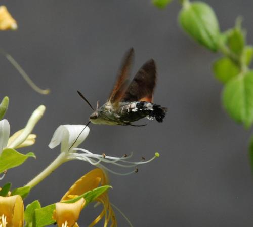 Réf. 73 896 : Macroglossum stellatarum