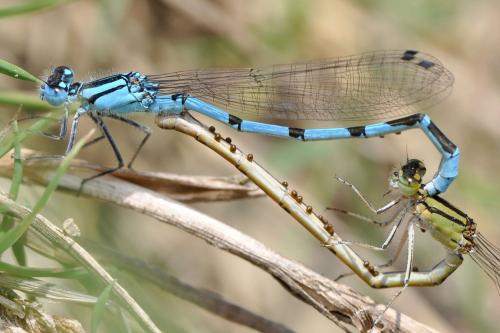 Enallagma cyathigerum