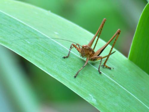 Rhacocleis poneli